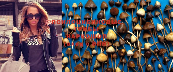 стафф Богданович