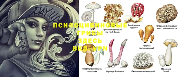 стафф Богданович